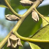 Diospyros walkeri (Wight) Gürke